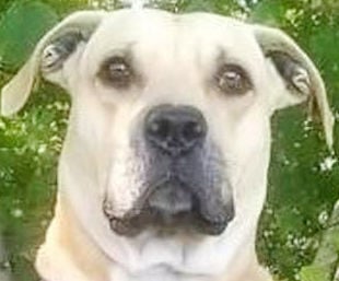 Two loving dogs need new home