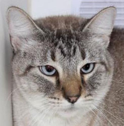 Siamese mix cats need home