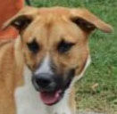 Boxer mix ready for home