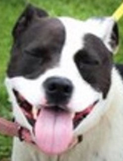 Loyal dog needs adoption