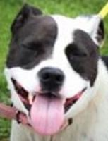 Loyal dog needs adoption