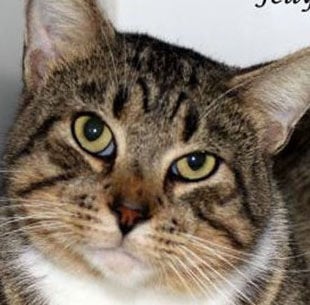 Cats ready for adoption