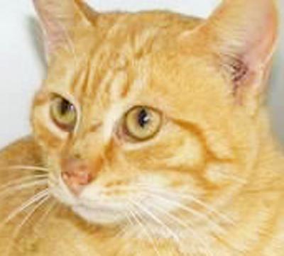 Orange tabby looking for new home
