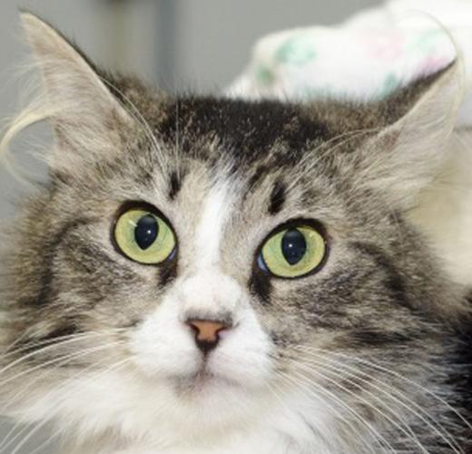 Cats seeking home