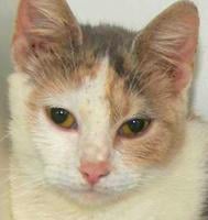 Cats looking for some TLC, new families