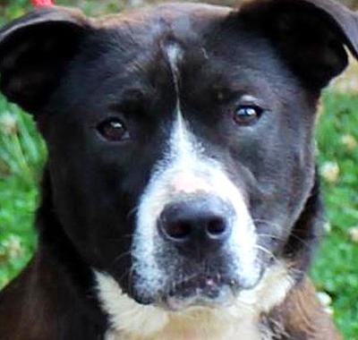 Dog returns to shelter
