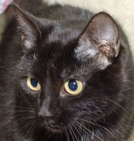 Three cats need new home