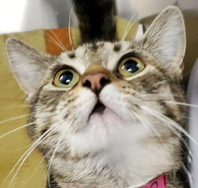 Trio looking for new homes