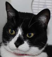 Two short-haired cats up for adoption