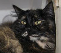 Three cats need new owners