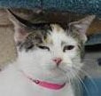Cats ready for new home