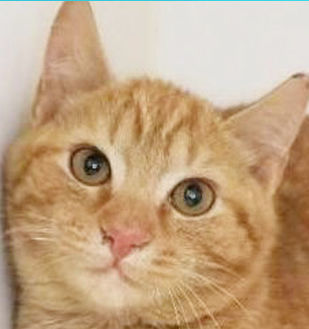 Four cats in need of homes