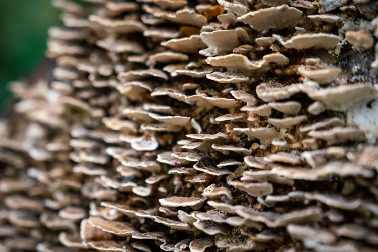 Record-breaking display of fungi set for Britain following dry summer, RHS says