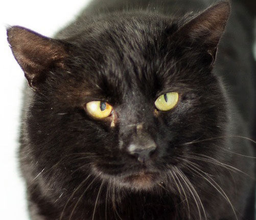 Three cats need new home