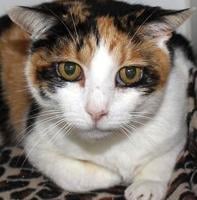 Calico looking for new home