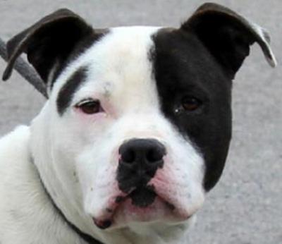 Gotham up for adoption after divorce