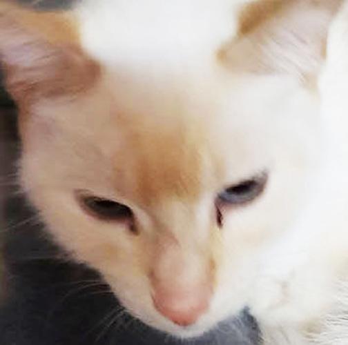 Cats seeking forever homes