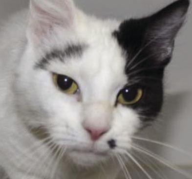 Three cats need new homes