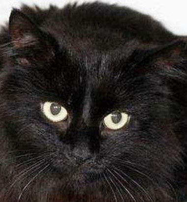 Trio needs forever homes