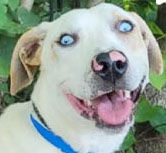 Trio ready for loving homes