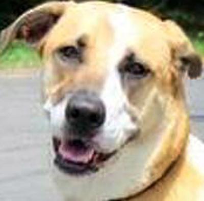 Shepherd mix in need of new home