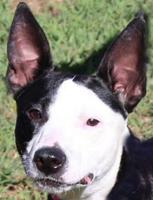 Energetic dog seeks adoption