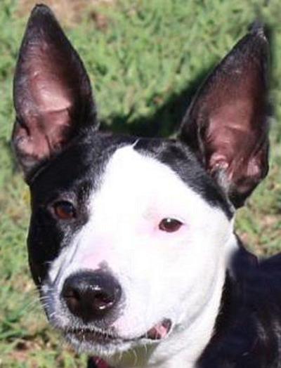 Energetic dog seeks adoption
