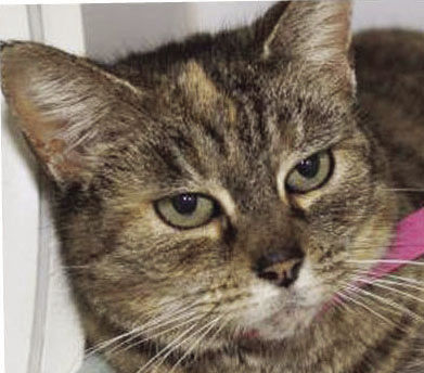 Three cats need new homes