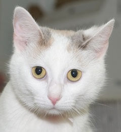 Three cats need new home