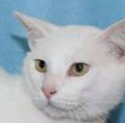 Trio needs forever homes