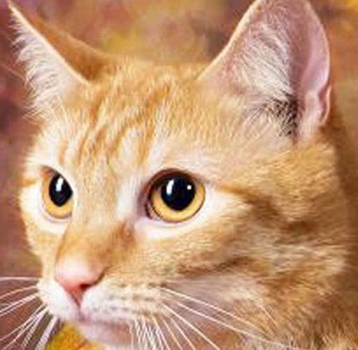 Cats seek forever home