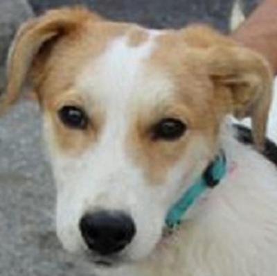 Border collie and terrier mix dog seeks home