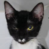 Two domestic shorthairs, one Siamese mix need adoption