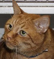 Three cats need new owners