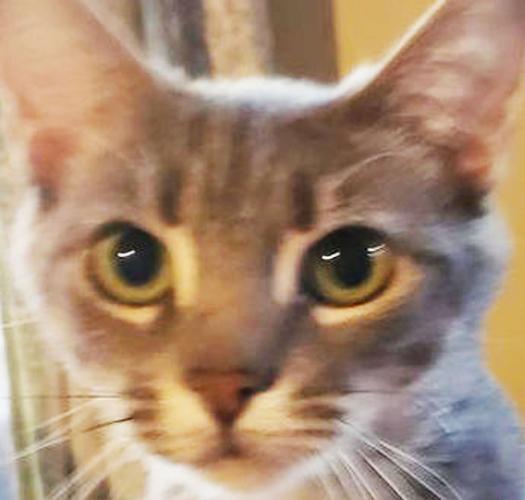 Three cats need new home