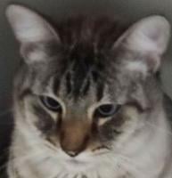 Siamese mix cats need home