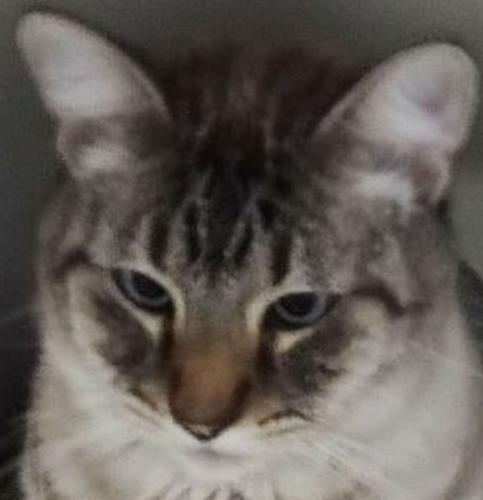 Siamese mix cats need home