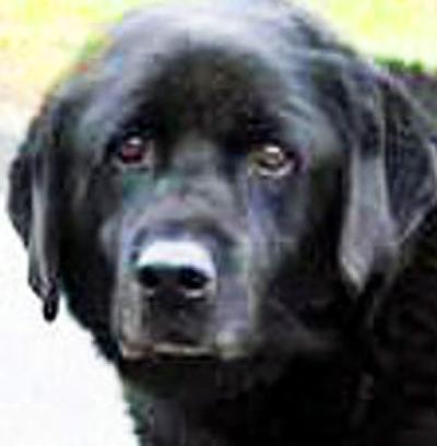 Lab mix in need of new home