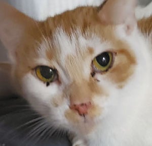 Cats seeking forever homes