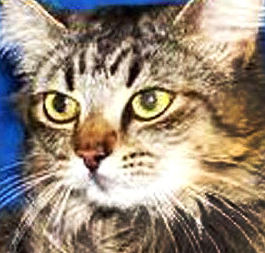 Shelter cats better together