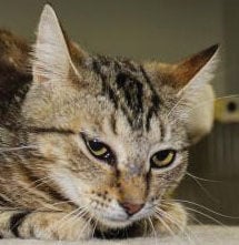 Cats up for adoption