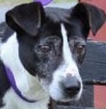 Unclaimed stray needs family