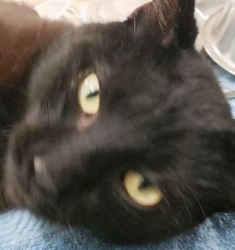 Three cats need new home