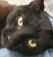 Three cats need new home