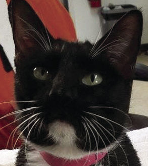 Three cats need new homes