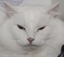 Three cats seeking new homes