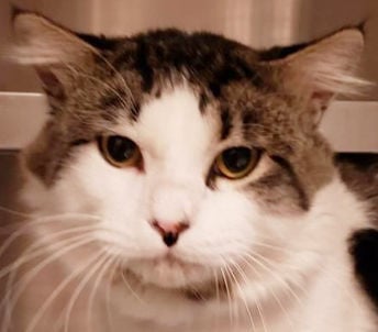 Four loving cats need home