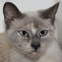 Two domestic shorthairs, one Siamese mix need adoption