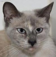 Two domestic shorthairs, one Siamese mix need adoption