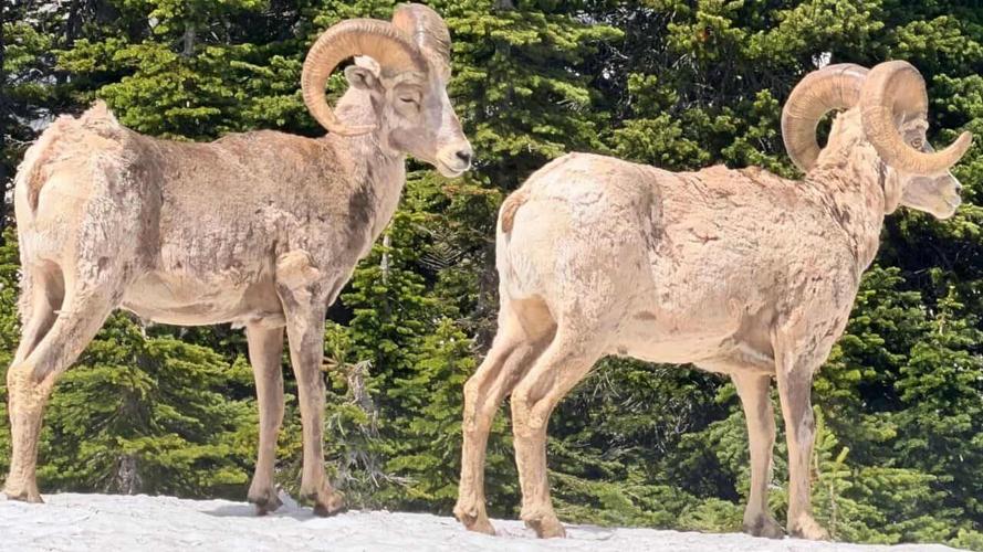Big Horn Sheep